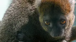 Seekor bayi Lemur bambu besar (Prolemur simus) menempel pada induknya, Veloma, di Kebun binatang Besancon, Prancis, Kamis (1/8/2019). Bayi tersebut lahir pada 2 Juli 2019 dari induk bernama Veloma (6) dan Ivongo (14). (Photo by SEBASTIEN BOZON / AFP)