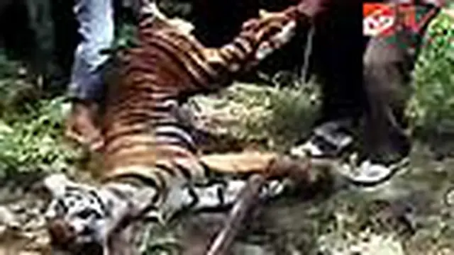 Harimau Sumatra Mati Terkena Jerat
