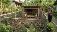 7 Cara Membuat Area Umbaran Ayam Kampung Hemat Lahan