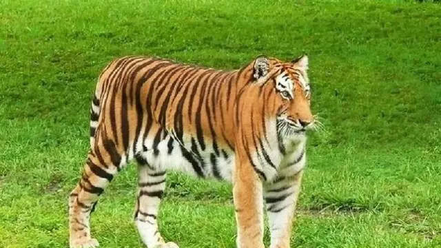 Kocak, Begini 10 Potret Hewan Jika Tak Memiliki Leher