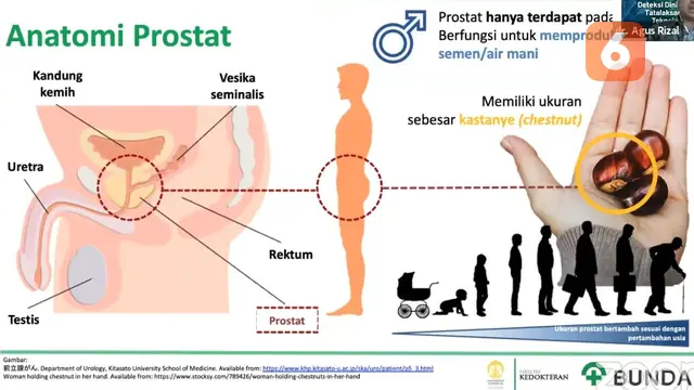 Anatomi Prostat