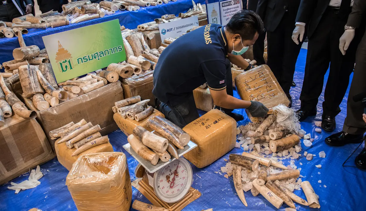 Petugas membongkar kotak berisi potongan gading di bandara Bangkok, Selasa (7/3). Thailand telah menyita lebih dari 300 kilogram gading dari Malawi pada penerbangan ke bandara utama ke Bangkok. (AFP PHOTO / Roberto SCHMIDT)
