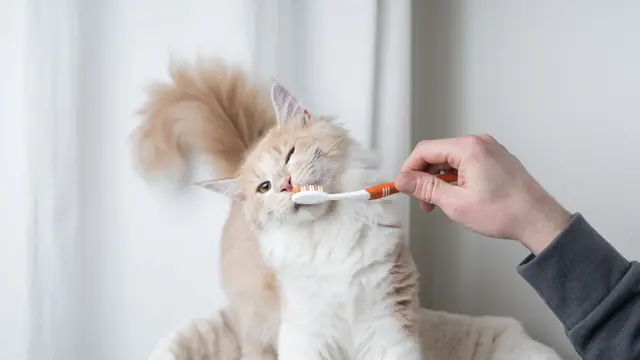 Ilustrasi sikat gigi kucing