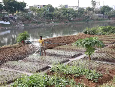 Warga menyiram sayur mayur yang ditanam di bantaran Kanal Banjir Barat, Jakarta, Jumat (5/10). Sayur mayur tersebut berupa kangkung, sawi, dan cabai. (Liputan6.com/Immanuel Antonius)
