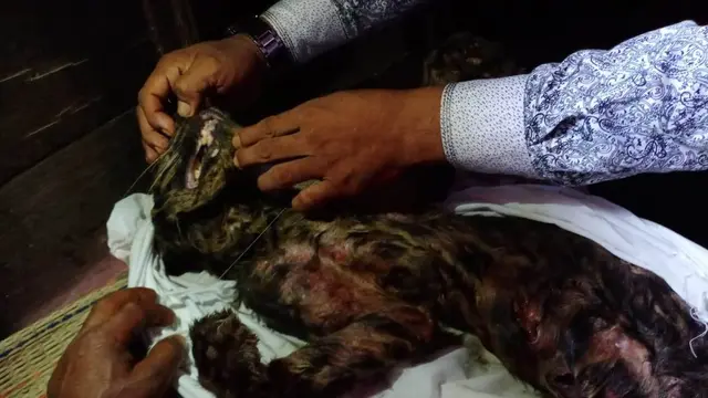 Macan dahan mati di Pasaman, Senin 26 September 2021. (Liputan6.com/ BKSDA Sumbar)