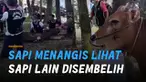 Momen sedih ketika seekor sapi menangis melihat sapi lainnya disembelih. Hingga membuat warganet menyayangkan kejadian itu.