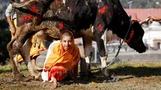 Seorang bocah merangkak di bawah sapi saat merayakan Festival Tihar/ Diwali di Kathmandu, Nepal, Minggu (30/10). Festival Tihar diselenggarakann oleh penganut Hindu di Nepal. (REUTERS / Navesh Chitrakar)