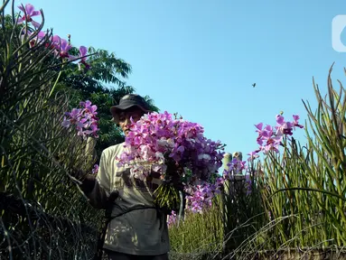 Pekerja sedang memetik bunga angrek pesanan dari konsumen di Parakan, Pamulang, Tangerang Selatan, Banten, Rabu (8/7/2020). Di tengah pandemi COVID-19 pemesanan bunga angrek menurun hingga 80 persen dibandingkan lima bulan yang lalu sebelum pandemi. (merdeka.com/Dwi Narwoko)