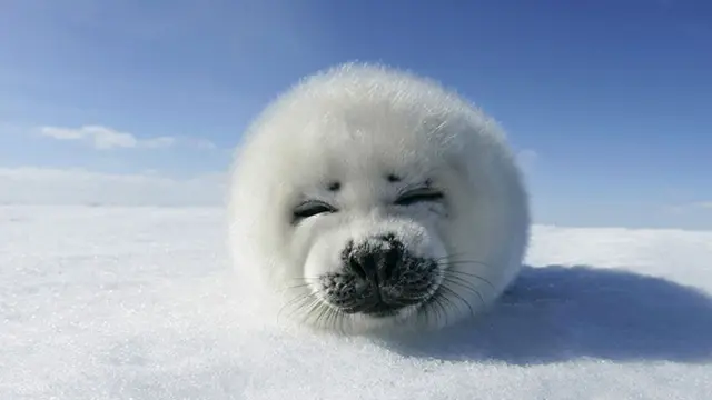 Foto: copyright bwallpapers