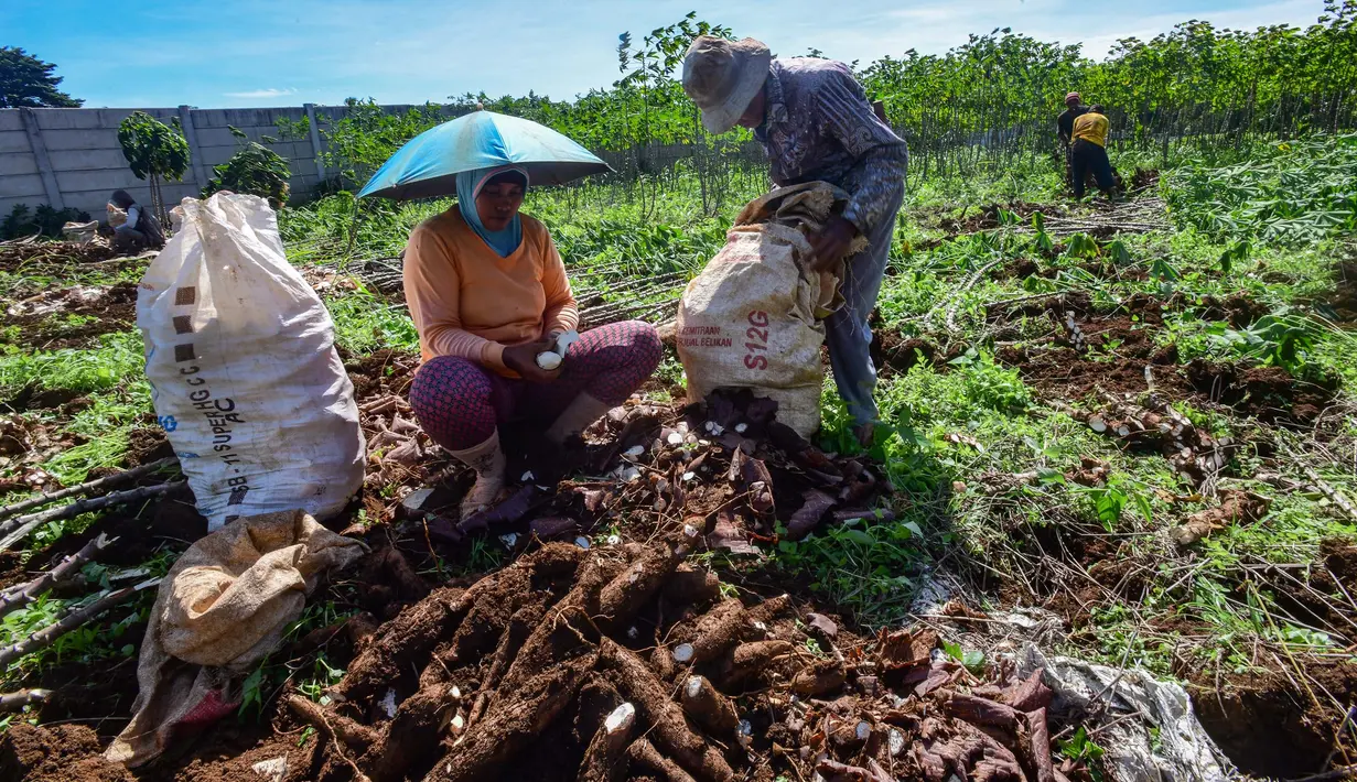 Untuk diketahui, membanjirnya produk ubi kayu atau singkong impor menyebabkan kerugian bagi petani karena rendahnya harga jual. (merdeka.com/Arie Basuki)