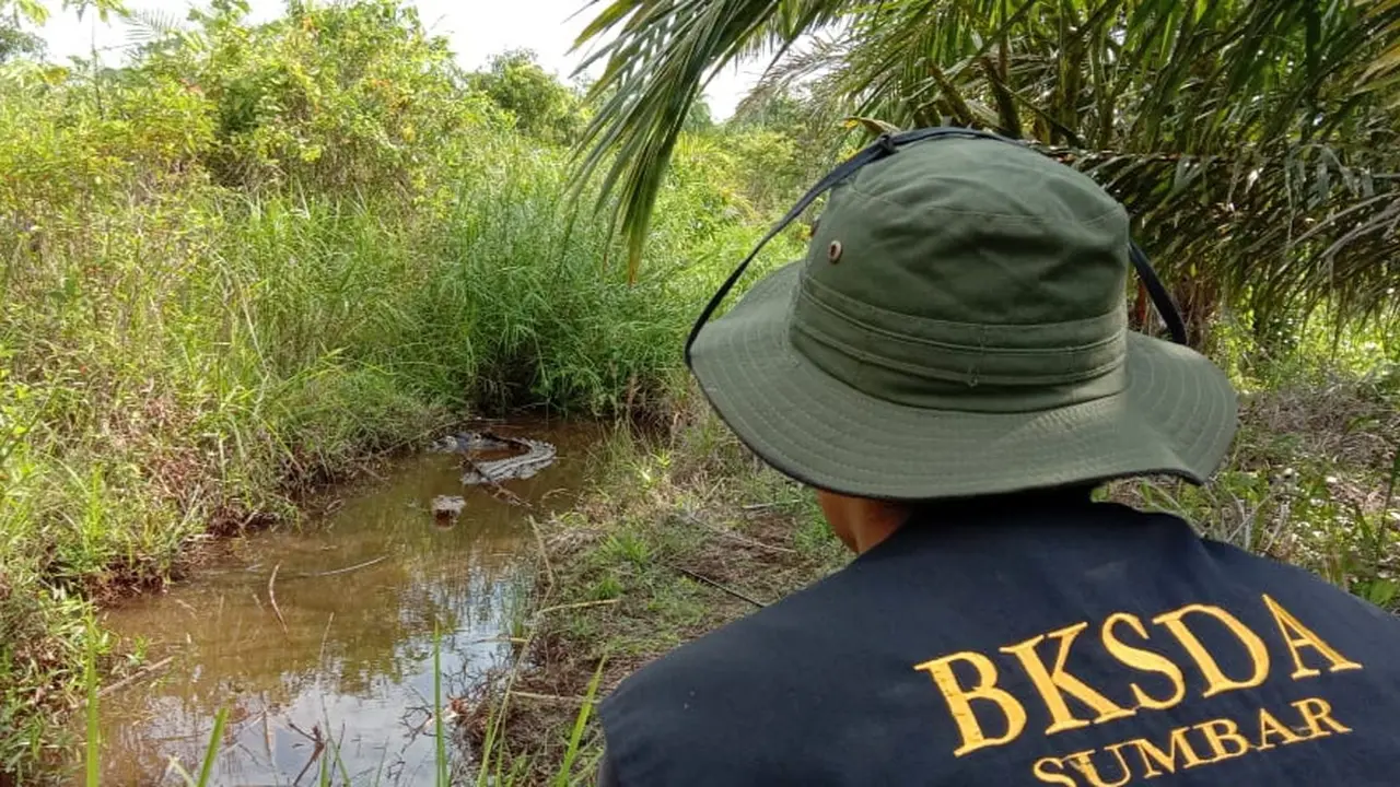 Sebanyak 15 telur buaya muara menetas setelah dierami induknya sekitar 90 hari di tengah kebun kelapa sawit milik warga Ujuang Labuang Kecamatan Tanjung Mutiara Kabupaten Agam, Sumatera Barat.