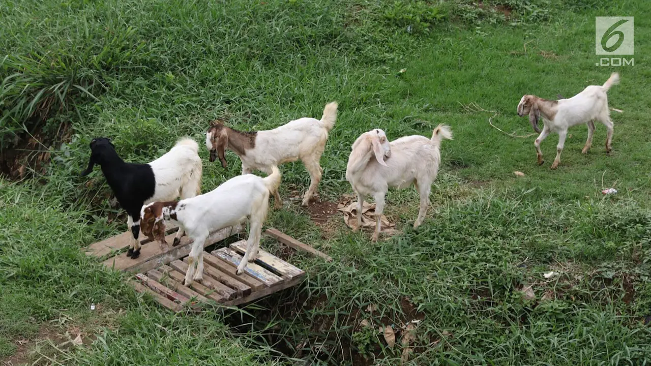 Peternak Kambing Manfaatkan Lahan Hijau Ibu Kota