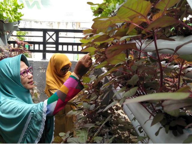 Budidayakan Tanaman Hidroponik Ibu Rumah Tangga Bisa Raup Rp 3