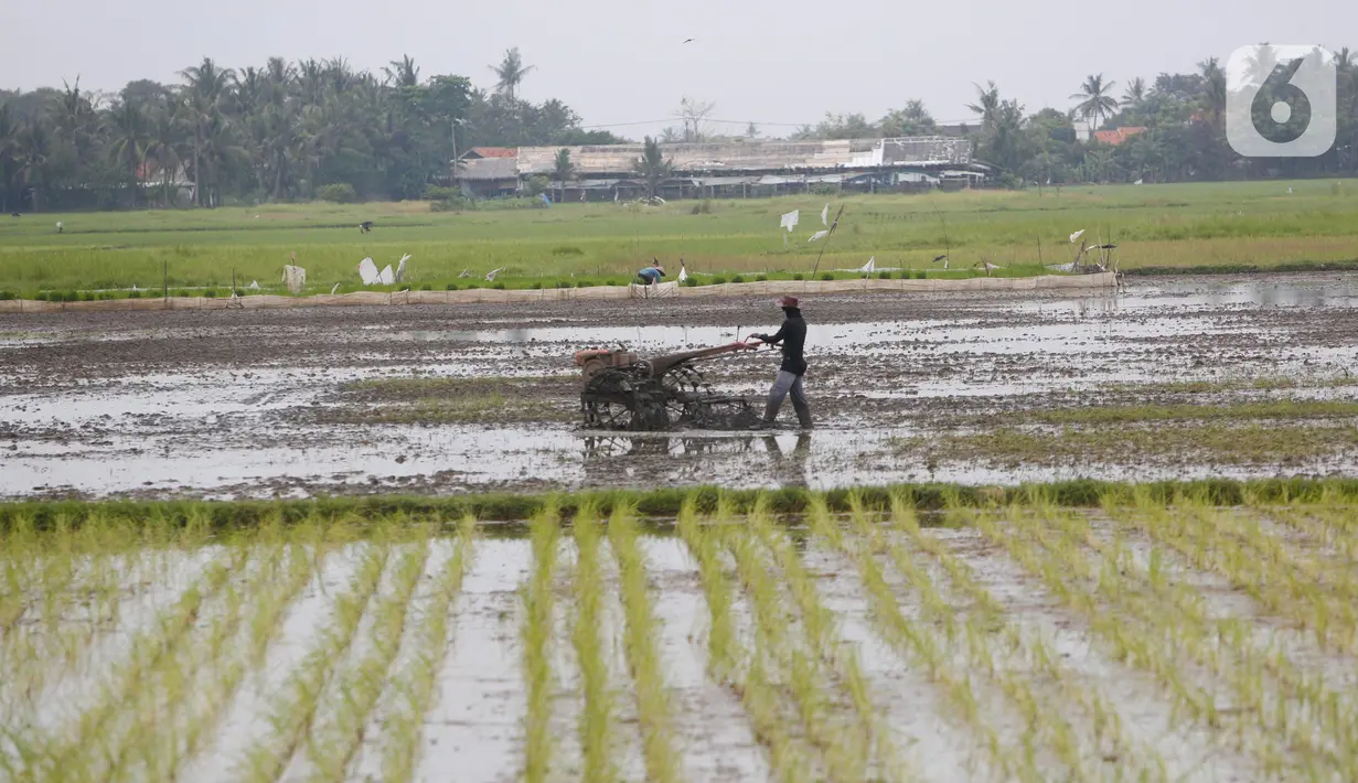 Petani tengah menggarap sawah di Kabupaten Tangerang, Senin (9/8/2021). Mentan Syahrul Yasin Limpo mengatakan sektor pertanian tahan terhadap dampak pandemi COVID-19 yang menyebabkan pertumbuhan ekonomi di sektor lain negatif, sementara di pertanian selalu positif. (Liputan6.com/Angga Yuniar)