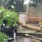 Pohon tumbang menimpa sebuah mobil milik warga di wilayah Arjowinangun, Kota Malang, pada Senin, 28 Maret 2022. Sebagian wilayah Malang dilaporkan juga terjadi fenomena hujan es (Foto : @BPBD Kota Malang)