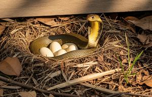 Sarang Ular King Cobra/ Ilustrasi AI