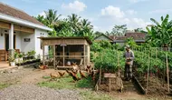 Cara Ternak Ayam dan Menanam Cabai dalam Satu Pekarangan, Cocok untuk Lahan Rumah Terbatas