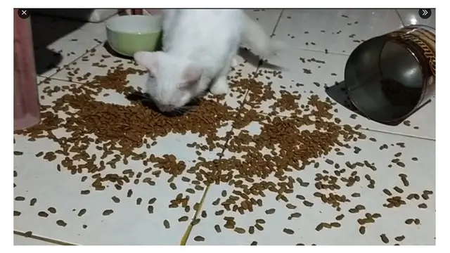 6 Potret Aksi Kucing Makan Langsung dari Toples, Ada Saja Tingkah Lucunya