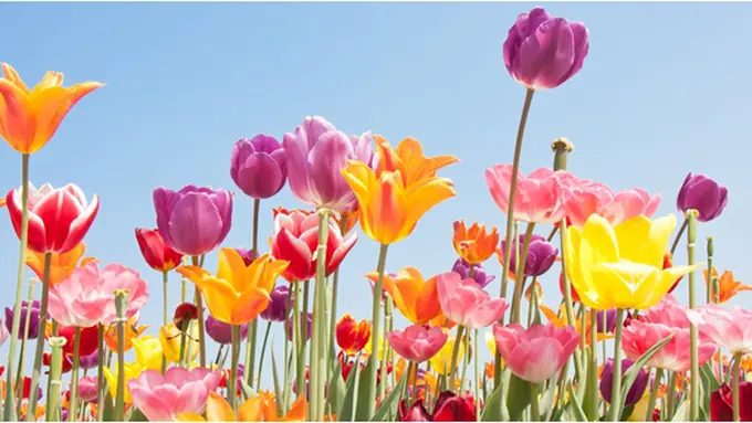 Courtesy ShutterStock.com