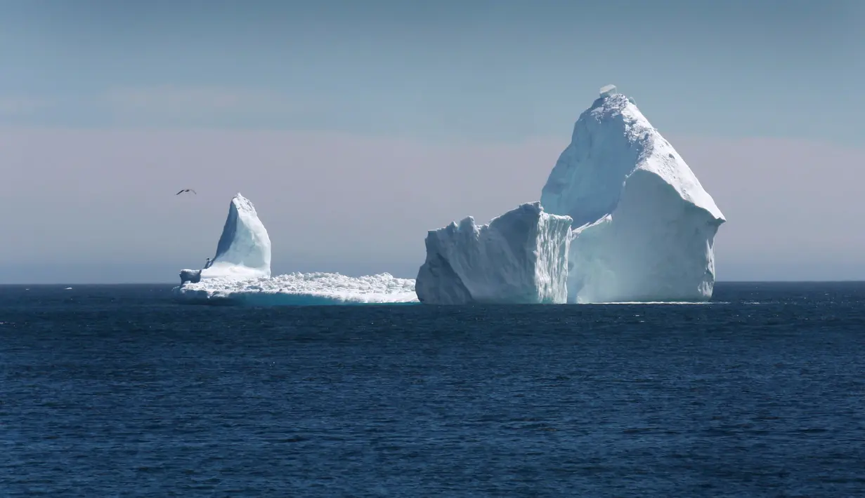 Sebuah bongkahan es raksasa melewati perairan Ferryland Newfoundland, Kanada, (10/4). Perairan yang disebut Iceberg Alley ini menjadi tempat perlintasan pecahan gletser di Greenland pada setiap awal musim panas. (Paul Daly/The Canadian Press via AP)