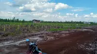 Hamparan tanaham Buah Naga milik Kelompok Tani Lewu Taheta di Kelurahan Sabaru Kota Palangka Raya, Kalimantan Tengah.