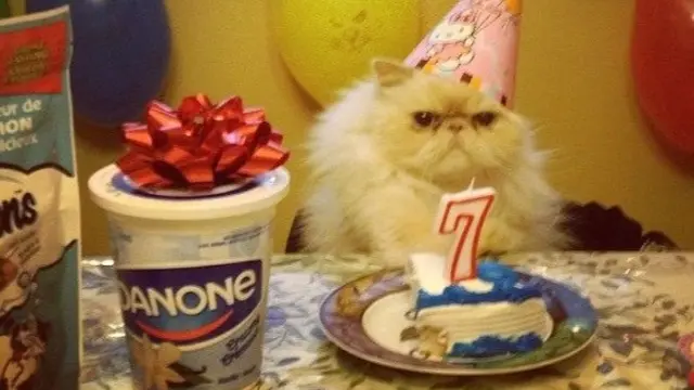 potret kocak kucing ulang tahun