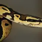 Ilustrasi ular piton