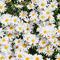 Ilustrasi bunga aster atau daisy. (dok.  micheile henderson/Unsplash)