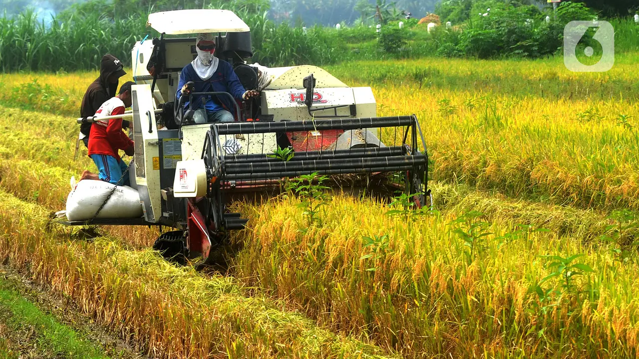 Melihat Petani Kulon Progo Panen Padi Menggunakan Mesin