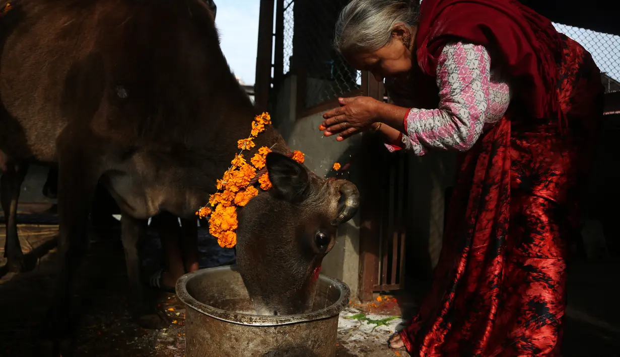 Umat Hindu Nepal melakukan ritual pemujaan kepada seekor sapi selama festival Tihar di Kathmandu, 28 Oktober 2019. Sapi dianggap suci oleh umat Hindu dan disembah selama festival Tihar, salah satu festival paling penting yang dipersembahkan untuk Dewi kekayaan Laxmi. (AP/Niranjan Shrestha)