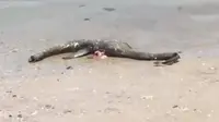 Monster Loch Ness atau Nessie yang mengegerkan pengunjung di pantai Georgia, Amerika Serikat. (Screen Grab Twitter)