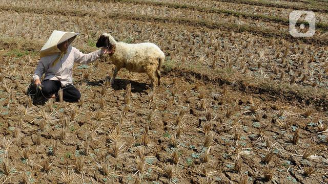 Kemarau Panjang Akibat El Nino