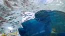 Ikan Napoleon bersama ikan air asin tropis lainnya berenang di dalam akuarium besar saat pameran Sony Aquarium 2017 di Tokyo (31/7). Ikan Napoleon ini menjadi daya tarik karena warna dan punuk yang menonjol didahinya. (AFP Photo/Akuhiro Nogi)
