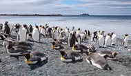 Penguin di Chile Pakai Rompi Khusus untuk Percepat Penyembuhan
