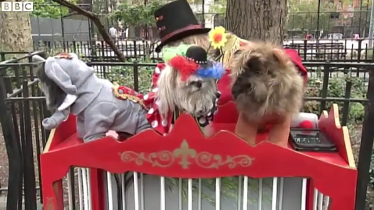 Parade Anjing Sambut Halloween dengan Kostum Unik dan Lucu