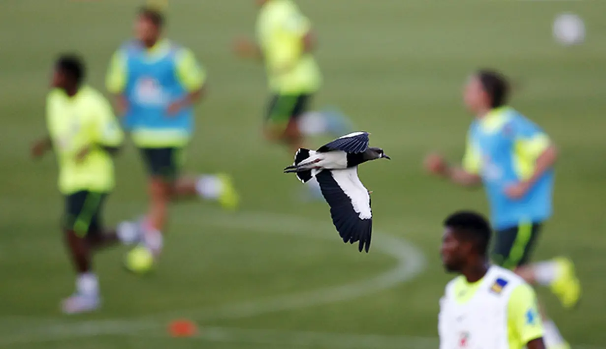 Seekor burung terbang melintas saat para pemain timnas sepak bola Brasil berlatih mempersiapkan diri untuk turnamen Copa America. (Reuters/Ricardo Moraes)