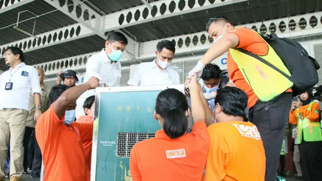 Kisah Perjuangan "ROCKY”, Orangutan Korban Perdagangan Ilegal di India