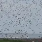 Ribuan burung migran beraktivitas di Pantai Cemara, Kabupaten Tanjungjabung Timur, Jambi. Pantai ini dalam siklus setahun Agustus hingga Maret selalu didatangi burung migran. (Liputan6.com / Dok BKSDA Jambi/ Gresi Plasmanto)