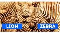 Zebra atau Singa yang Dilihat? Jawabannya Ungkap Kepribadian Ekstrovert atau Introvert (Sumber: Brightside)