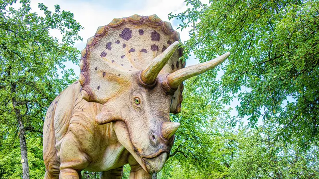 Triceratops