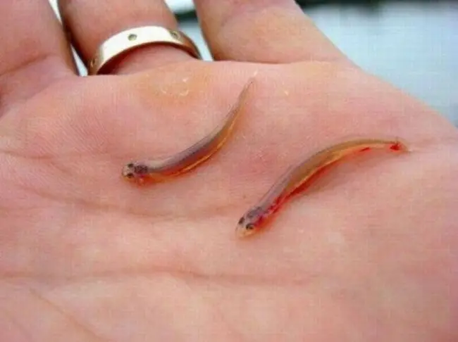 Ikan kecil yang bisa masuk ke dalam lubang uretra. Source: Izismile.com