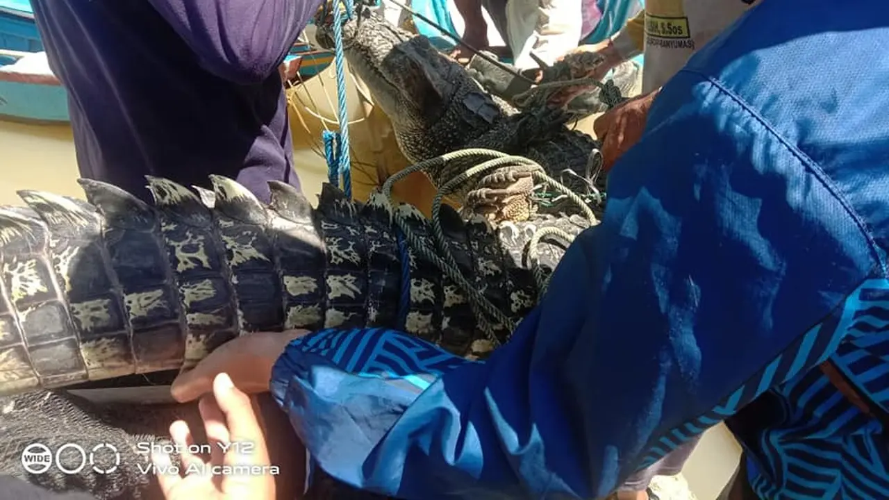 Penangkapan buaya di Segara Anakan, Cilacap, Jawa Tengah. (Foto: Liputan6.com/Medsos-FB Son War)