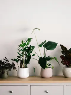 Pilihan tanaman yang cocok ditanam di dalam rumah./copyright unsplash/Annie Spratt