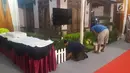 Pekerja menyiapkan dekorasi di lokasi acara adat pemberian marga untuk Kahiyang Ayu di kediaman Doli Sinomba Siregar, Medan (20/11). Menurut Doli, dalam acara adat nanti, Kahiyang akan diberi marga Siregar sesuai marga ibu Bobby. (Liputan6.com/Aditya Eka)