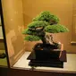 Bonsai / Sumber: Wikipedia