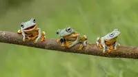 Ketiga katak lucu ini sepertinya tahu bahwa mereka sedang difoto. Merekapun memasang gaya masing-masing, Kalimantan.(dailymail)