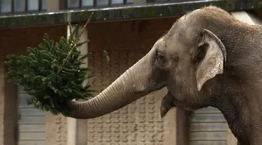 Seekor gajah bermain dengan pohon Natal di kandangnya di kebun binatang Zoologischer Garten di Berlin pada 4 Januari 2024.(Odd ANDERSEN/AFP)