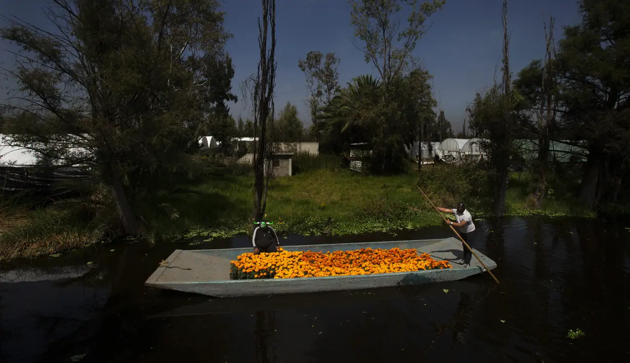 Pegulat Meksiko "Ciclonico" dan "Mister Jerry" menaiki sekoci penuh bunga marigold di Xochimilco, Mexico City, Meksiko, Rabu (14/10/2020). Panen bunga marigold Meksiko atau Cempasuchil dalam bahasa Nahuatl dilakukan jauh-jauh hari sebelum hari libur Day of the Dead. (AP Photo/Marco Ugarte)