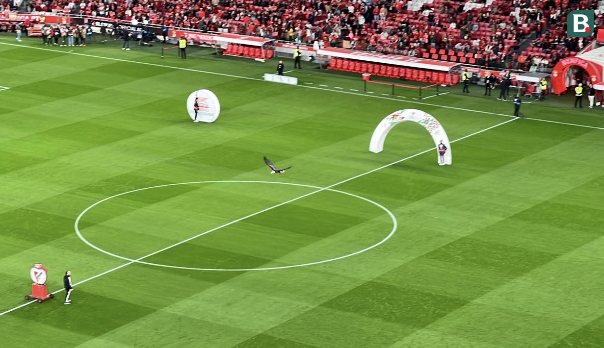 Pertandingan antara Benfica melawan Estrela Amadora dibuka dengan aksi terbang dari seekor elang. Burung tersebut dilepaskan dari pinggir lapangan kemudian terbang berkeliling dan mendarat di tengah lapangan. (AFP/Bagaskara Lazuardi)
