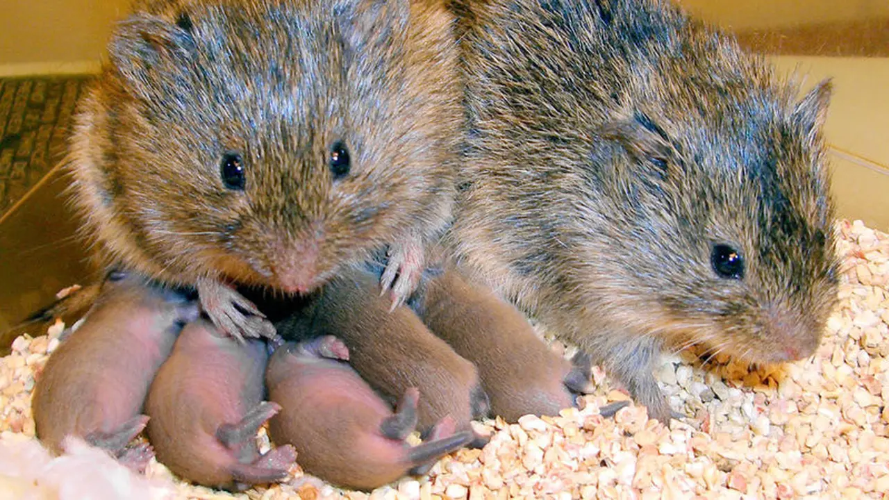 tikus Vole Padang Rumput